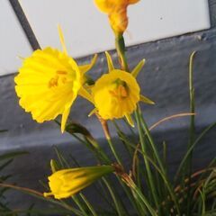 🏵️原種系の水仙(黄色)🏵️🌱🌷お花の苗・球根・ガーデニング・園...