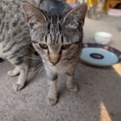 ｻﾊﾞﾄﾗ 姉妹子猫ちゃん です
