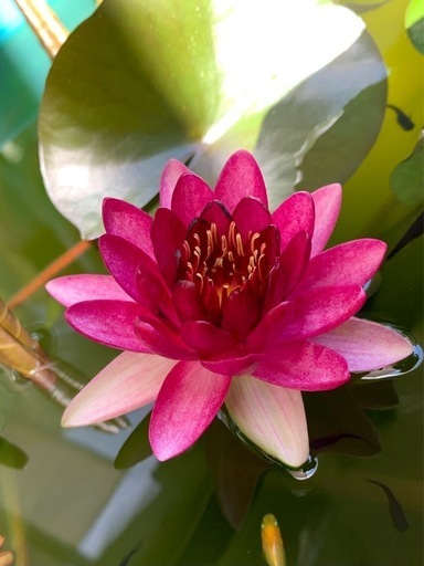 耐寒性睡蓮 オールモストブラック 根茎苗 (森) 八王子みなみ野のその他