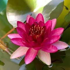 耐寒性睡蓮 オールモストブラック 根茎苗