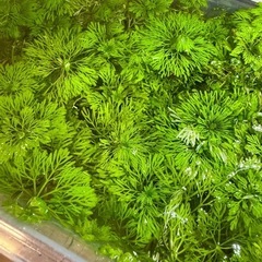 【水草】アンブリア、レットラムズホーン