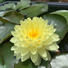 耐寒性睡蓮 パタラクサ 子株の画像