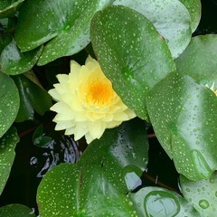 耐寒性睡蓮 パタラクサ 子株の画像