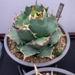 肉厚強刺　Agave titanota 姫厳竜　子株②