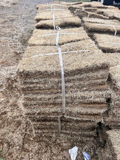 天然芝 バラ売り可能 約58平米分