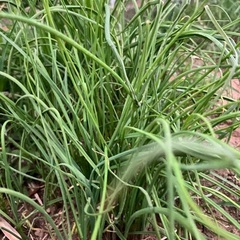 畑の脇の山菜ノビル　東京産　天然物　即日採取