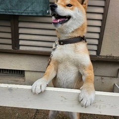 柴犬⭐️（男の子）