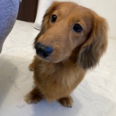 ミニチュアダックス