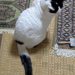 心優しい方⋯大人しく優しいアーサー君 - 猫