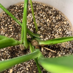 観葉植物　モンステラ　鉢付　の画像