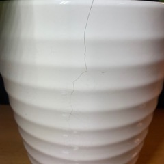 観葉植物　モンステラ　鉢付　の画像