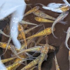 ユリシスメダカ20匹の画像