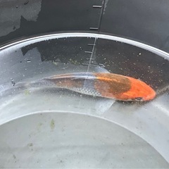 錦鯉(五色②)  の画像