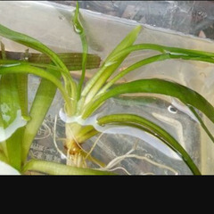 メダカ等に水草𖥧 𖧧ナガバオモダカ成長中