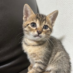赤ちゃん猫　女の子　2ヶ月弱