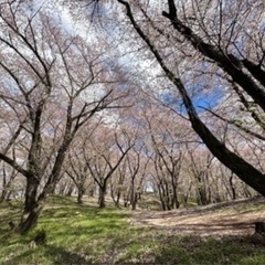 4月13日（日）松本の里山　光城山・長峰山でお花見🌸＆たこ焼きハイキング　入門向け   - 安曇野市