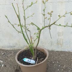 ブルーベリー　№23