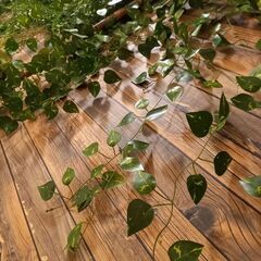 毎週土曜日、名古屋・伏見で開催中❗️ツリーオブライフ名古屋「足腰強化＊ヨガ」🌿の画像