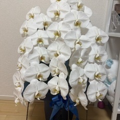 胡蝶蘭
