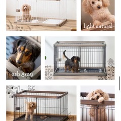 2点有　多頭飼い　ドッグケージ　120センチの画像
