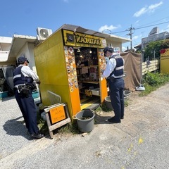 ミックスめだか　1匹　100円の画像