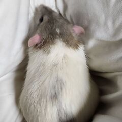 ファンシーラット