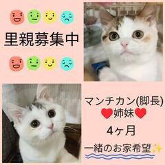 里親様決定 ｱﾘｶﾞﾄｳｺﾞｻﾞｲﾏｼﾀ!!めちゃくちゃ可愛い〜...