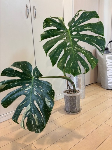 【売約済】斑入りモンステラ タイコンステレーション