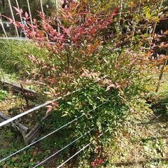 ★★南天の群生株／常緑低木／招福縁起樹★★の画像