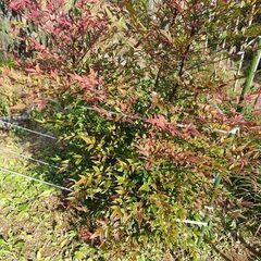 ★★南天の群生株／常緑低木／招福縁起樹★★の画像