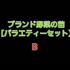 No.105【苗】家庭菜園等にお薦め‼️⑫ブランド春夏野菜の苗【...