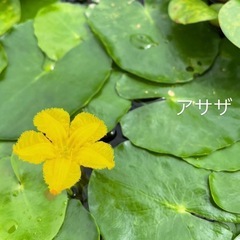 【期間限定】アサザ（ご希望数お渡しします）