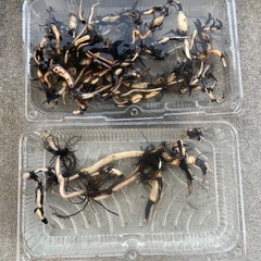 【期間限定】蓮　ハス　地下茎（蓮根）　※艶陽天売り切れの画像