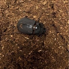 ペヘルケヘラヅノカブト　　カブトムシ　　　クワガタの画像