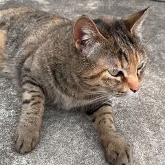 愛知県長久手市付近でキジトラの迷い猫がいる為飼い主様いらっしゃい...