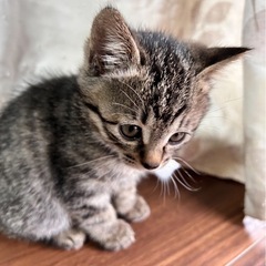 急募　裏山で捨てられてた子猫達（姉妹）