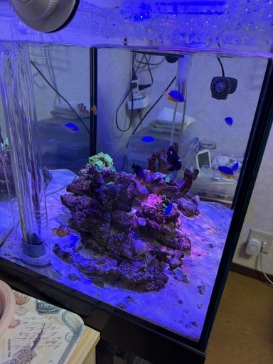 海水魚　ソフトコーラル　ラブロック　里親探しです
