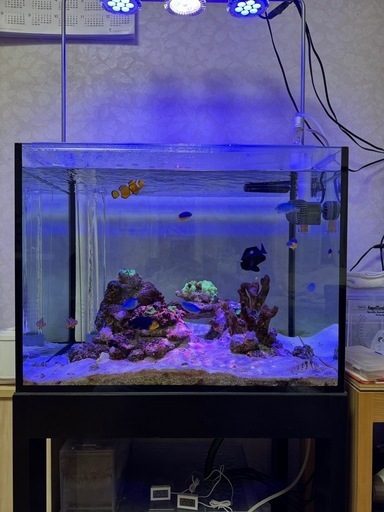 海水魚　ソフトコーラル　ラブロック　里親探しです
