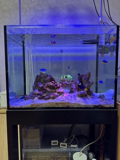 海水魚　ソフトコーラル　ラブロック　里親探しです
