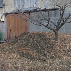 剪定屑を差し上げます