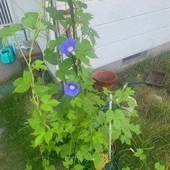 朝顔の種
の画像