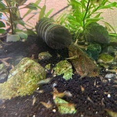 ミナミヌマエビ　スジエビもいるかも　