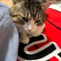 🌳チョー穏やかでおとなしくて､甘えん坊里親さん決定です