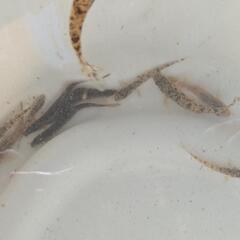 カマツカの幼魚 2〜3cm程度です。の画像