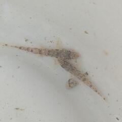 カマツカの幼魚 2〜3cm程度です。