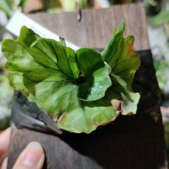 最終価格🌱ワンダエ　ドワーフ