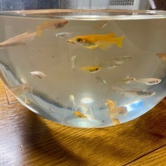 メダカ　お取引中です 