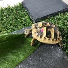 迷い亀　探しています。