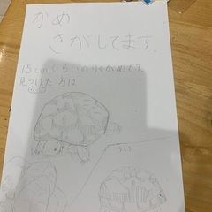 迷い亀　探しています。 - 都城市