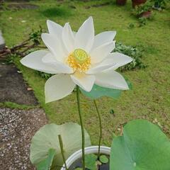 西光寺白蓮　ハス　花蓮　蓮根